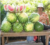 melons