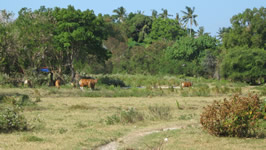 seminyak