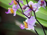 Balinese Flora