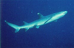 mini-shark.jpg