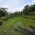 Indie Trips that Include Bali