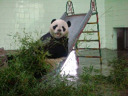 Shanghai Zoo