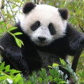 Chengdu Research Base of Giant Panda Breeding