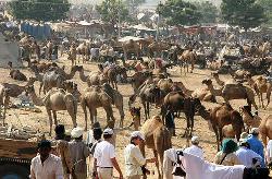 Pushkar Camel Fair