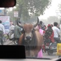 Cows in India – It’s good to be sacred