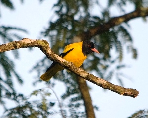 goa-wildlife