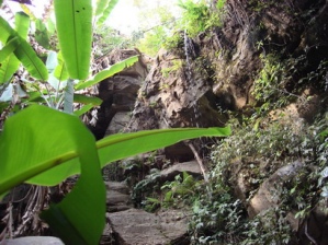 Jungle
